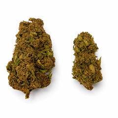 MANGO O.G 12.92% CBD - Glass House