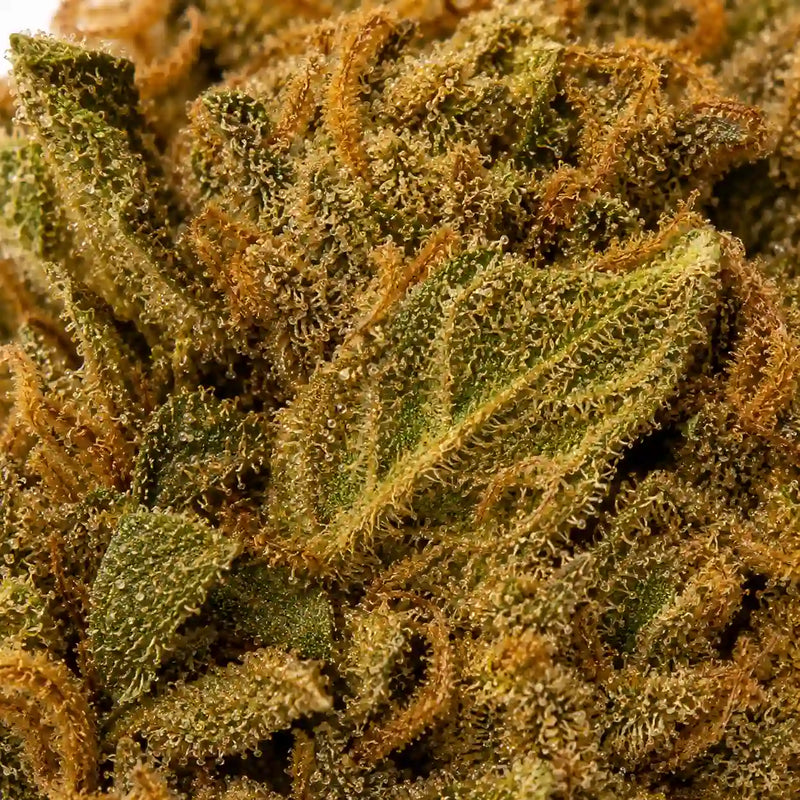 MANGO O.G 12.92% CBD - Glass House
