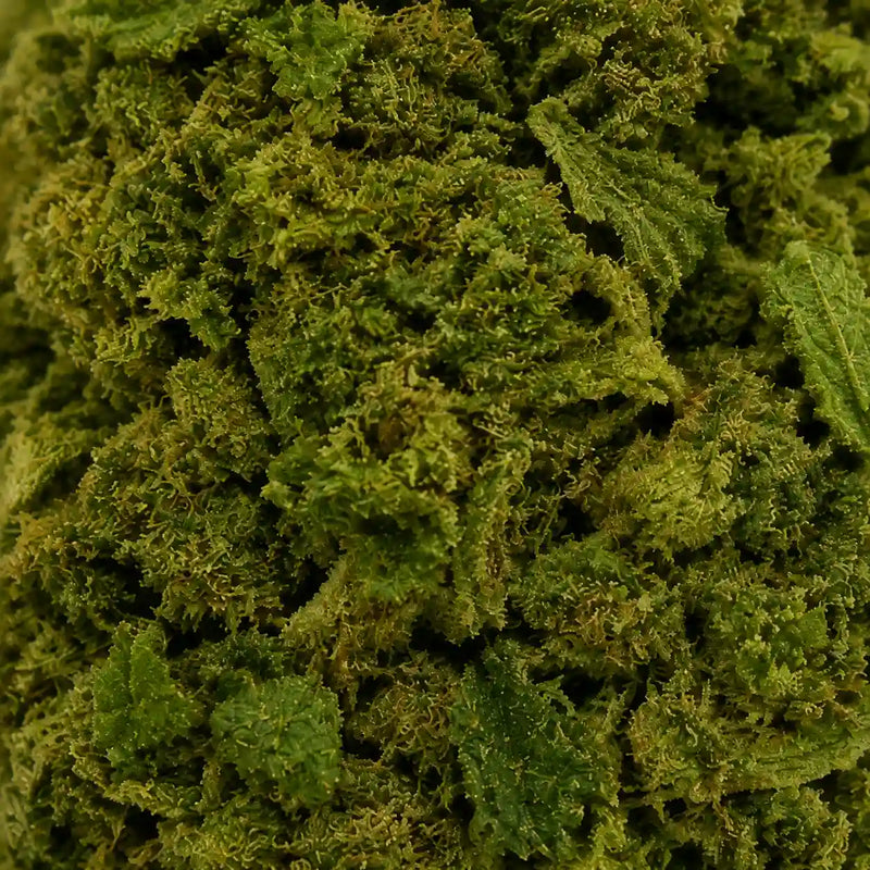 ORANGE LOVE 7.46% CBD - Invernadero
