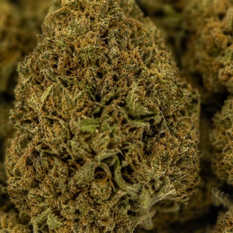 SOUR TANGIE 8% CBD - Invernadero