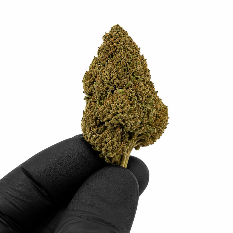 SOUR TANGIE 8% CBD - Invernadero