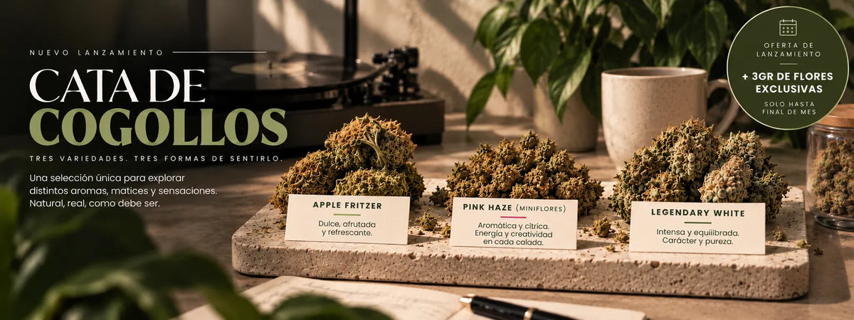 Cata de Cogollos CBD: Apple Fritzer, Pink Haze y Legendary White. Oferta de lanzamiento: 3 g de flores exclusivas gratis hasta final de mes