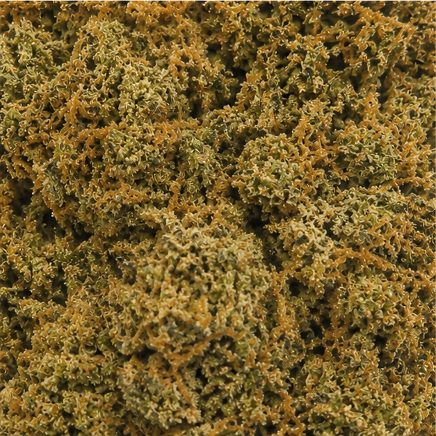 BLUEBERRY 5.24% CBD - Indoor