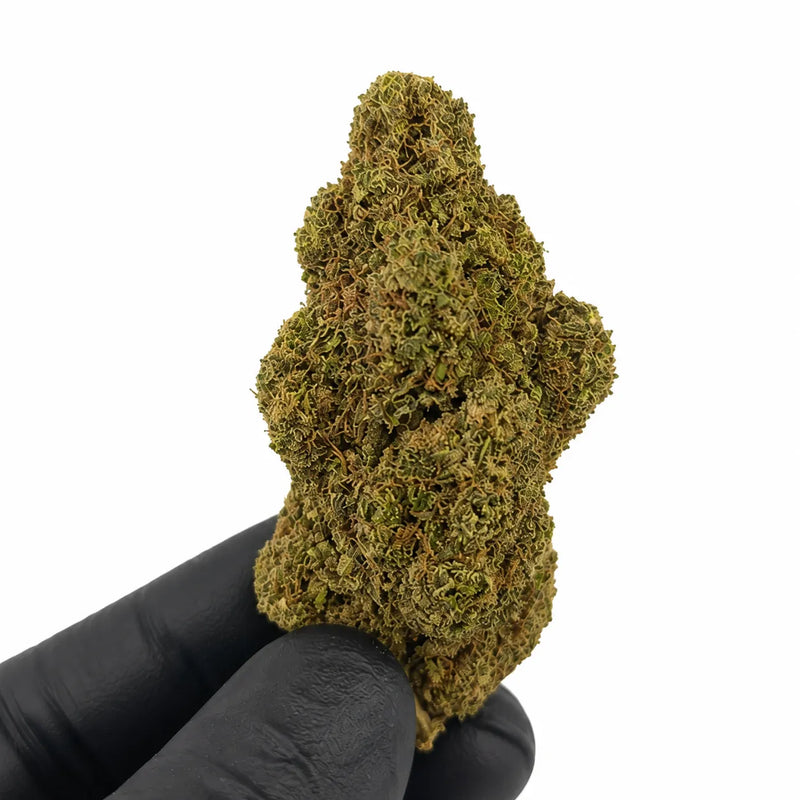 PLUTONIUM 7.6% CBD - Interior