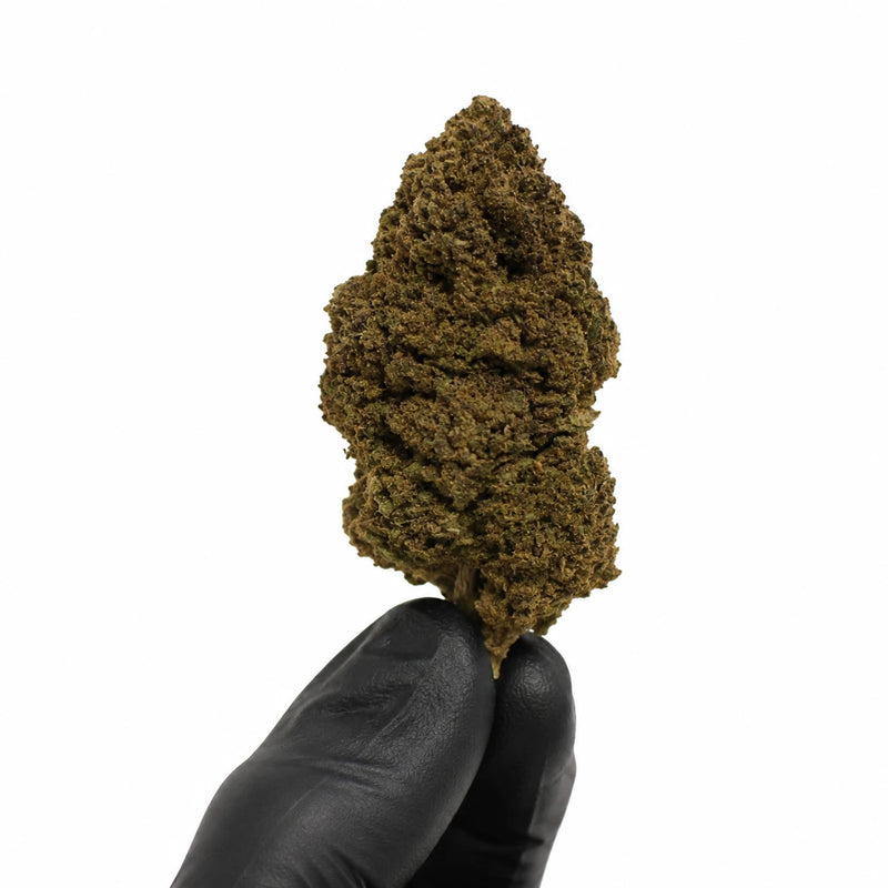 ROYAL RUNTZ 16.3% CBD - Interior