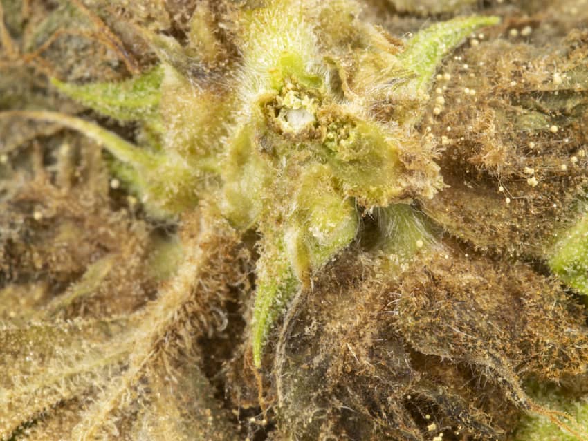 hongos cannabis