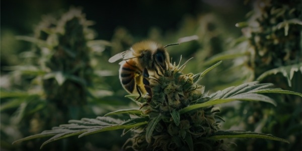 El Cannabis y las Abejas: Una Alianza para la Biodiversidad