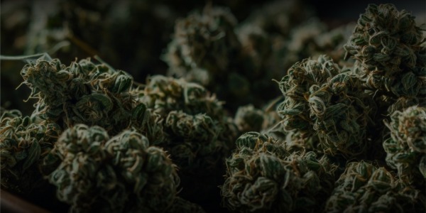 CBD vs THC: Conoce las dos caras del Cannabis