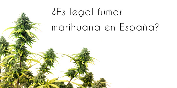 ¿Es legal fumar marihuana en España? Todas las claves y escenarios posibles para consumir sin saltarte la ley