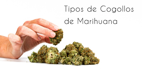 [Tipos de Cogollos de Marihuana] Las 5 variedades principales de Marihuana + sus características