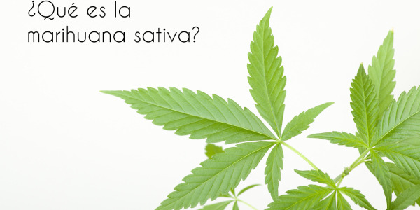 [Marihuana sativa] Qué es y qué características tiene la planta sativa