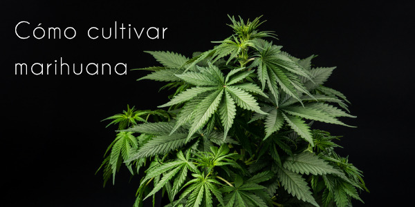 [Cultivar marihuana] Cómo cultivar marihuana paso a paso