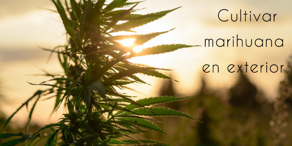 [Cultivar marihuana en exterior] Guía para sembrar cannabis en exterior y obtener una cosecha abundante