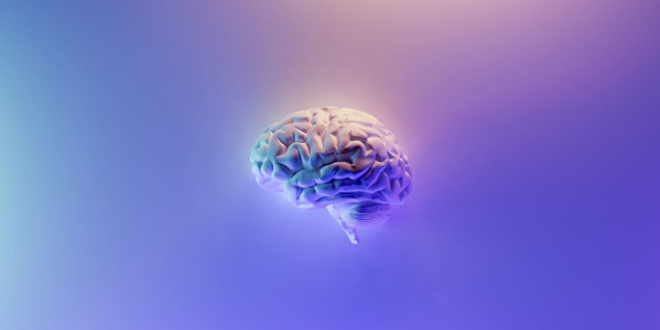 CBD en el Cerebro: Cómo actúa, efectos y mucho más