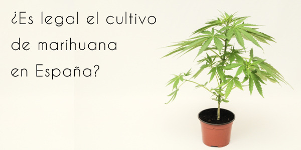 [Cultivo legal de marihuana en España] Todas las opciones para plantar cannabis sin saltarte la ley