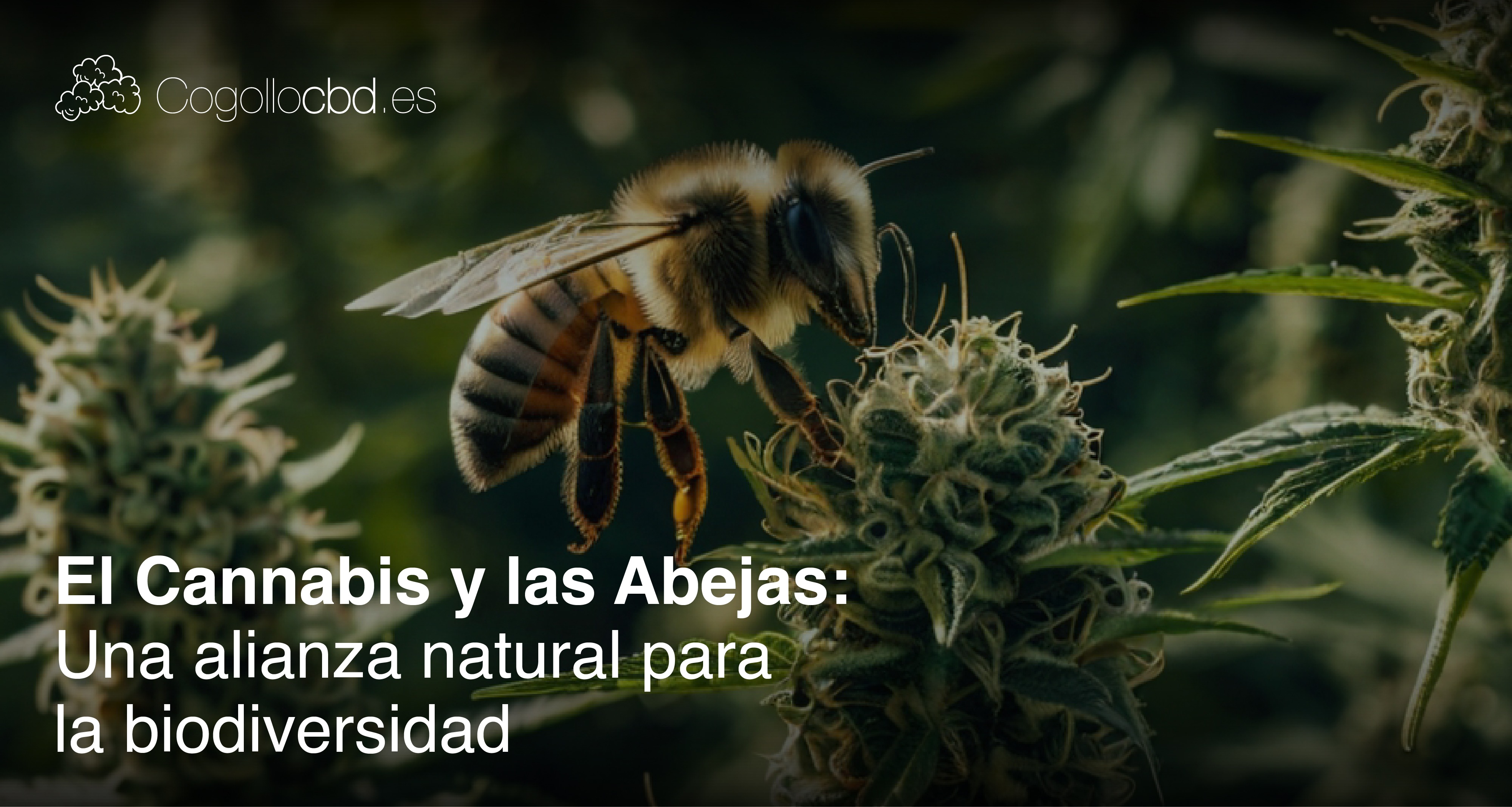 El Cannabis y las Abejas: Una Alianza para la Biodiversidad