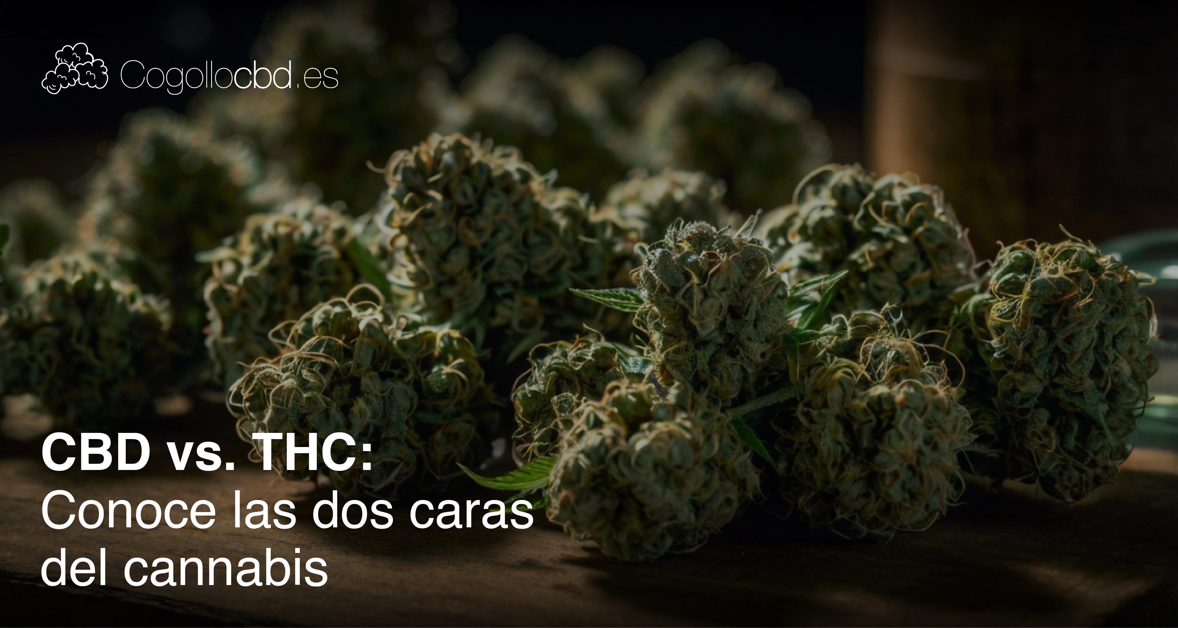 CBD vs THC: Conoce las dos caras del Cannabis