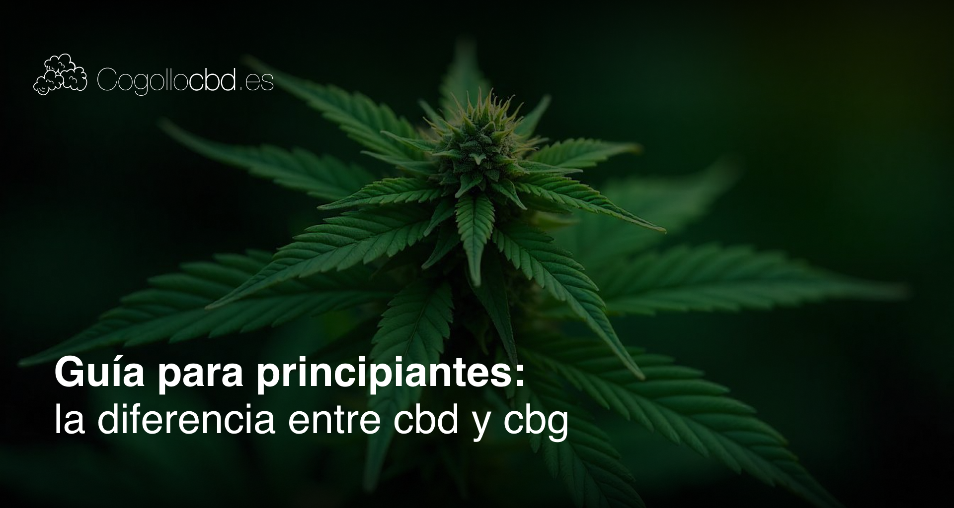 Guía para principiantes: la diferencia entre cbd y cbg