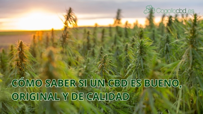 Cómo saber si un CBD es bueno, original y de calidad