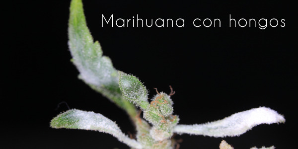 [Marihuana y hongos] Los tipos de hongos más comunes en el cannabis y cómo evitar que afecten a tus plantas