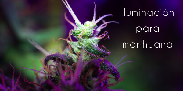 Iluminación para marihuana: ¿qué tipo de luz necesita el cannabis en interior?