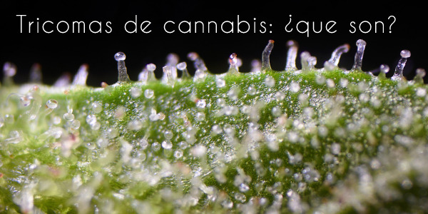 Tricomas de cannabis: qué son y cómo usarlos para saber cuándo cosechar tu marihuana