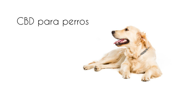 CBD para perros - Beneficios y Recomendaciones