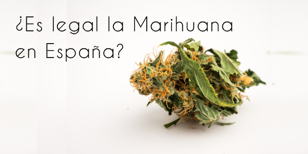 ¿La Marihuana es legal en España? Todo lo que dice la ley al respecto sobre el consumo de cannabis